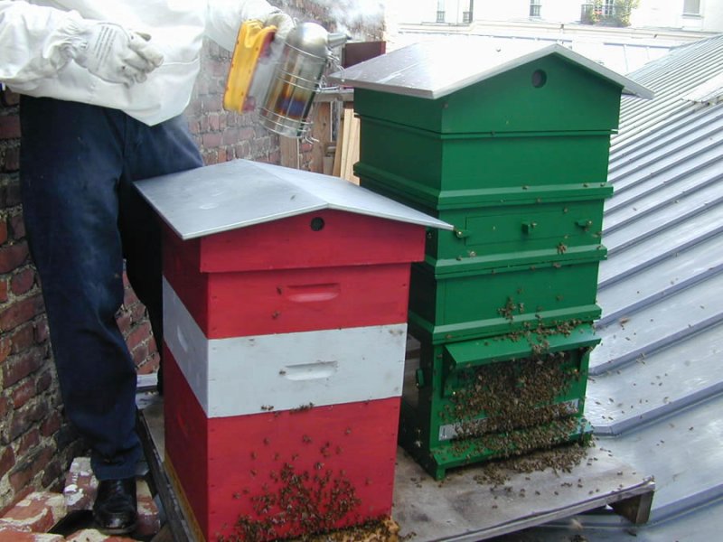 Beaucoup d&#039;abeilles à l&#039;entrée de la ruche