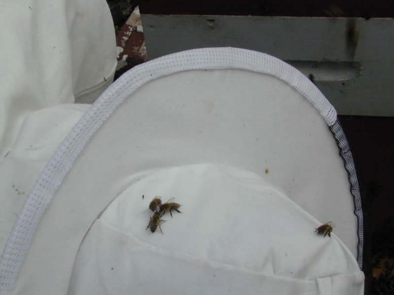 Abeilles sur le chapeau de l&#039;apiculteur