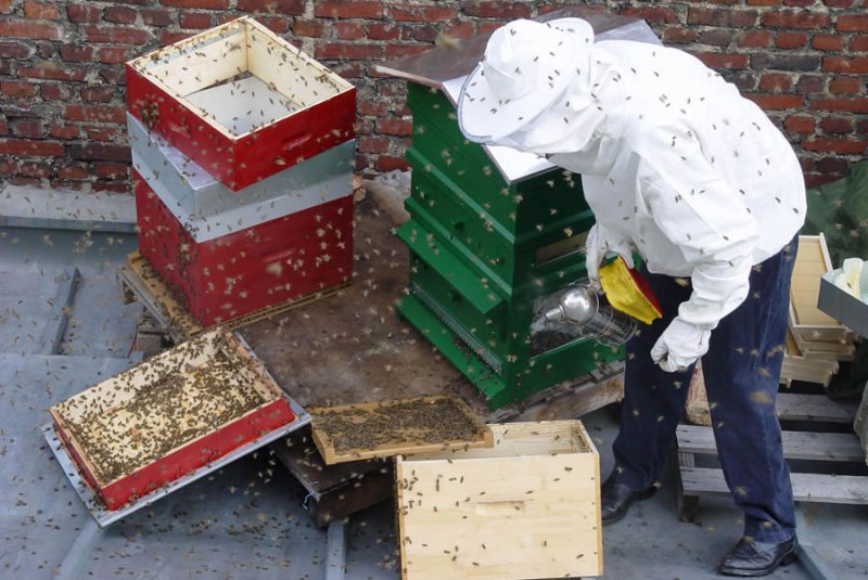 Transvasement de ruches, ça fait bouger un peu les abeilles!