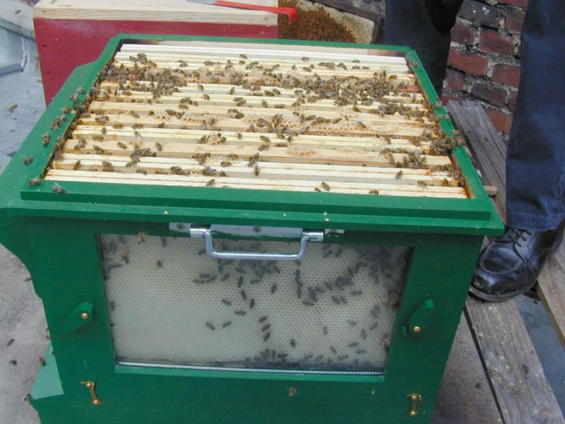 Les abeilles de Buckfast sont bien sages