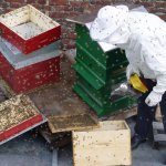 Transvasement de ruches, ça fait bouger un peu les abeilles!