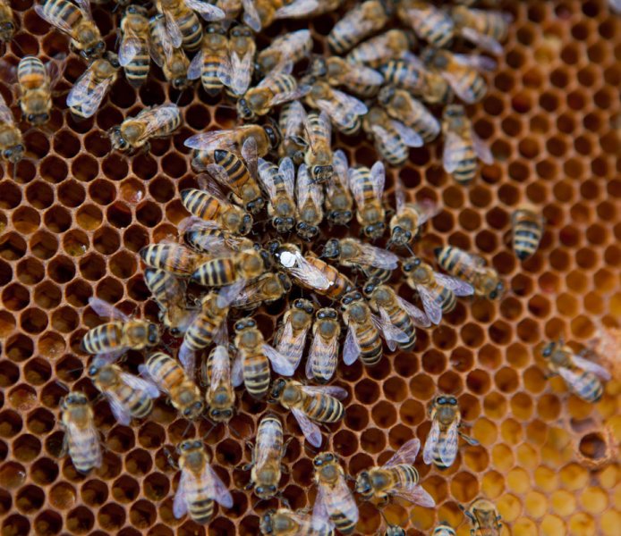 Reine d&#039;abeilles parisiennes 