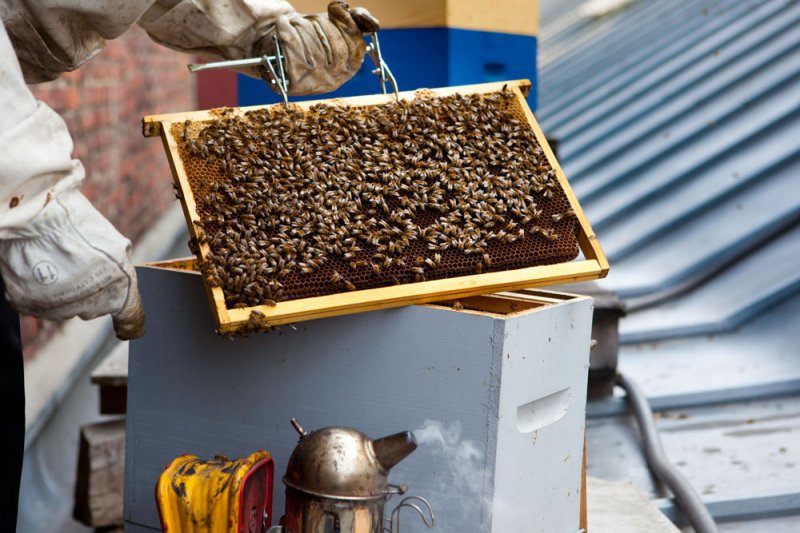 Pratique de l'apiculture en ville