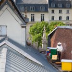 Apiculture à Paris sur le toit du temple de l&#039;Etoile