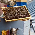 Pratique de l'apiculture en ville