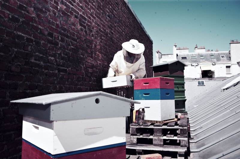 Travail d&#039;apiculture à Paris