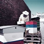 Travail d'apiculture à Paris